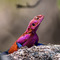 Serengeti - Meru Kopjes - Ngong Rocks, Tanzania - One of the most colored Agama Lizards I have ever encountered, he was around when I was having a snack in the shade at Ngong Rocks on a very hot day (no bait or feeding involved)